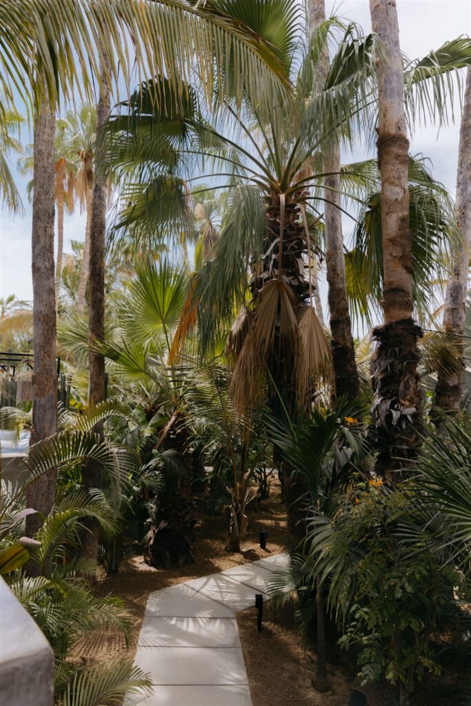 a concrete walkway path surrounded by palm trees